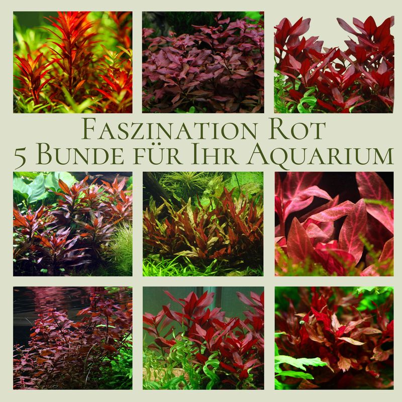 5 Bunde rote Aquariumpflanzen - Wasserpflanzen-Set