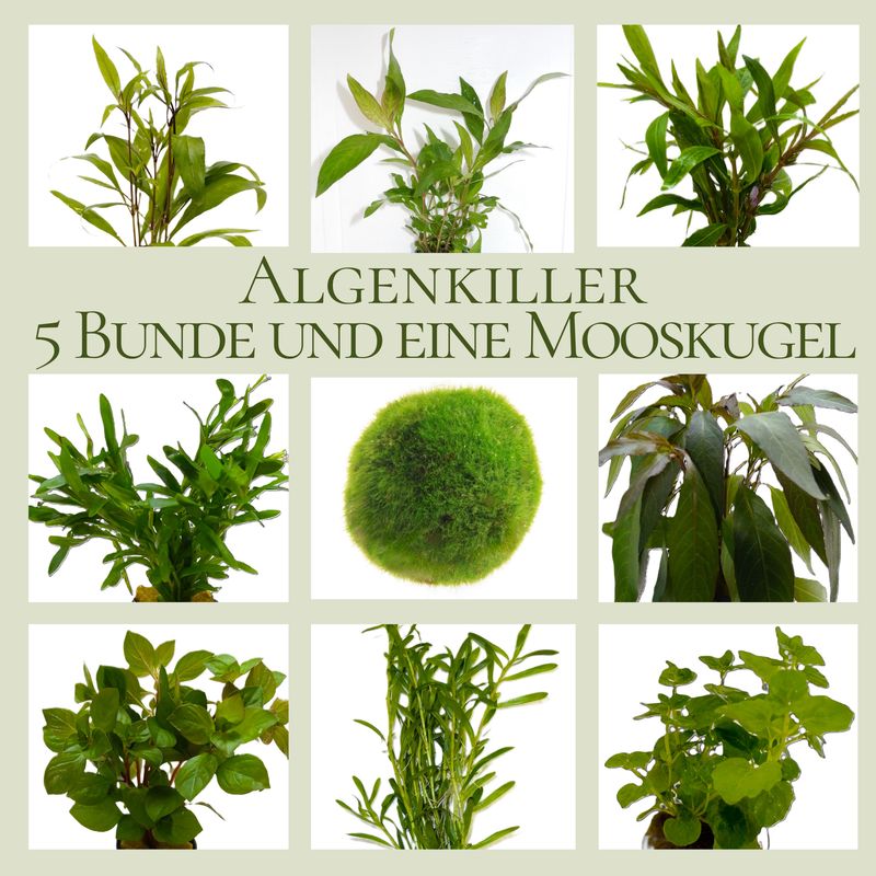 Algenkiller-Set, Anti-Algen Wasserpflanzen Sortiment, schnellwachsende 5 Arten Pflanzen + 1 Mooskugel