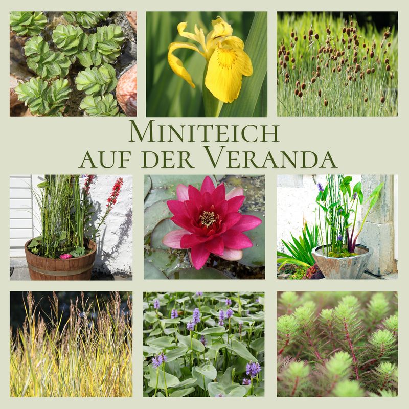 Miniteich