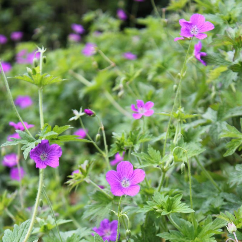 Geranium palustre, Sumpfstorchschnabel