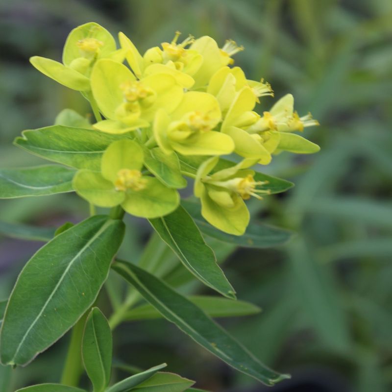 Euphorbia palustris, Sumpfwolfmilch, gelb