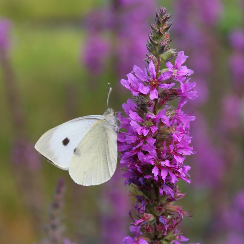 Lythrum salicaria, Blutweiderich, rot