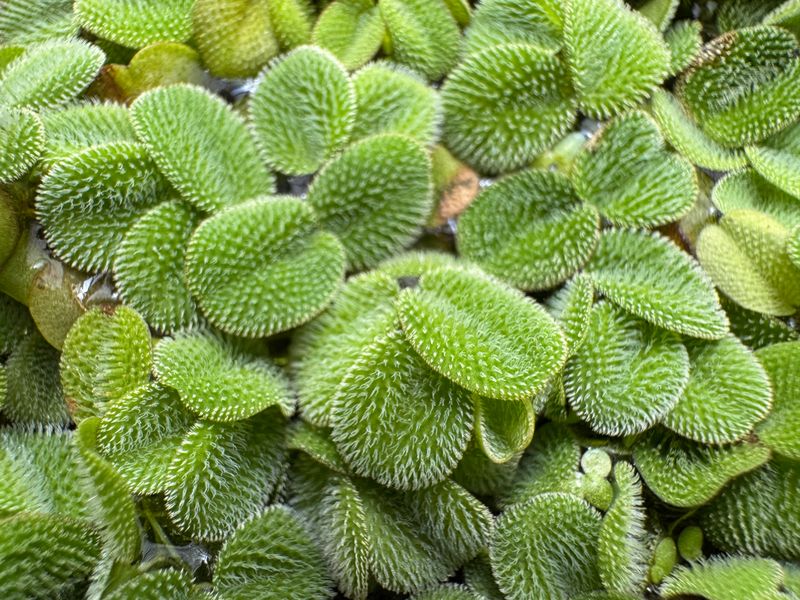 Salvinia minima, Schwimmfarn