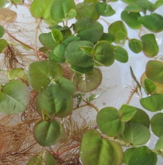 Phyllanthus fluitans, schwimmende Wolfsmilch