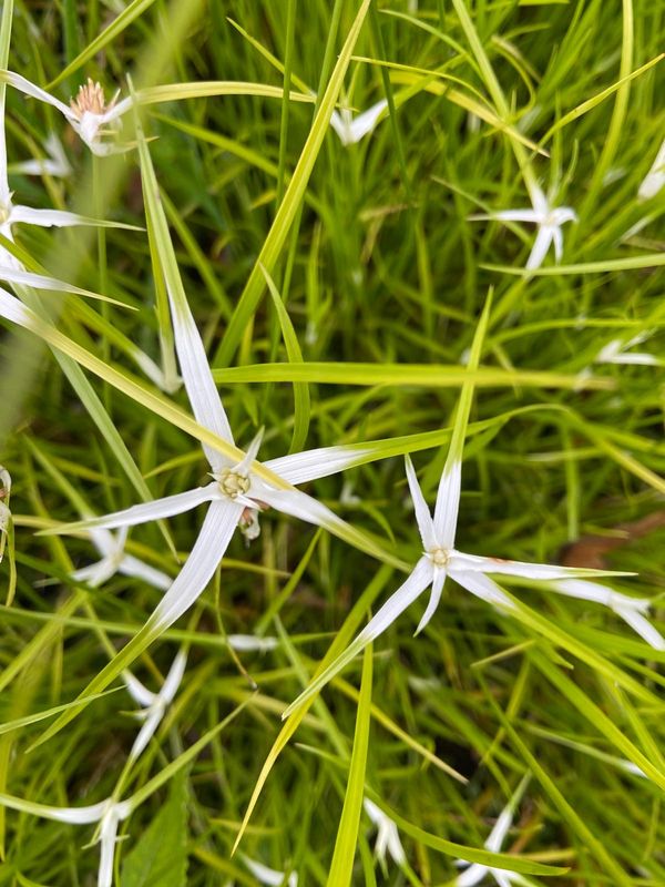 Rhynchospora colorata, Glückssterngras, Sumpfsterngras