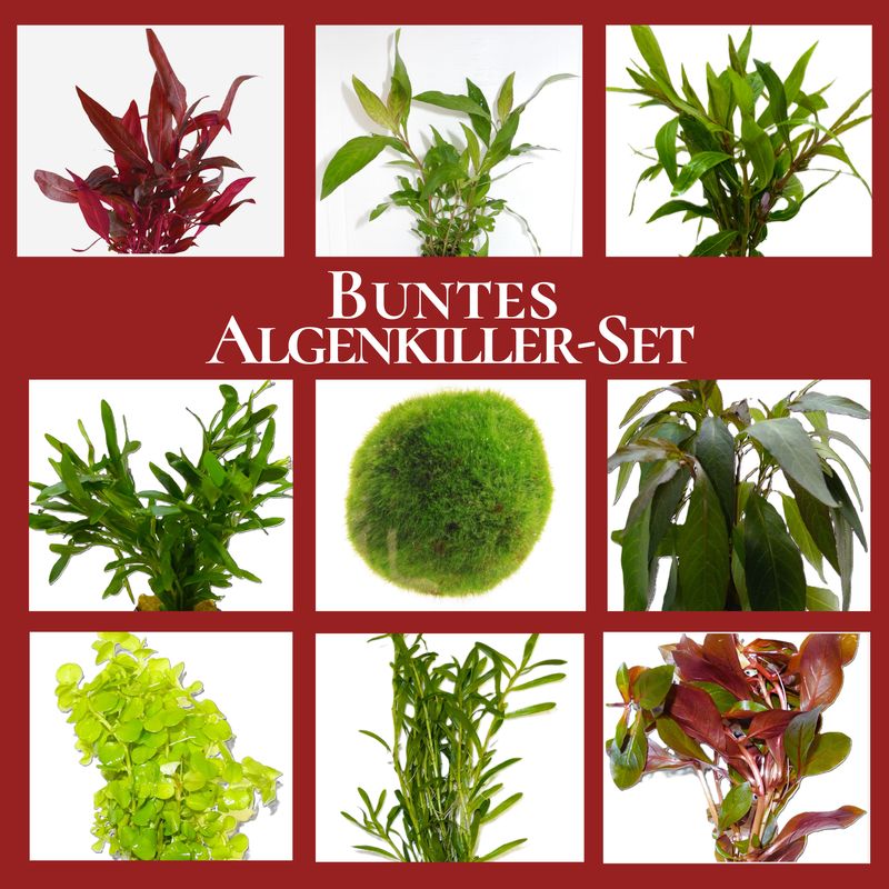 Buntes Algenkiller-Set, Anti-Algen Wasserpflanzen Sortiment, schnellwachsende 5 Arten Pflanzen + 1 Mooskugel
