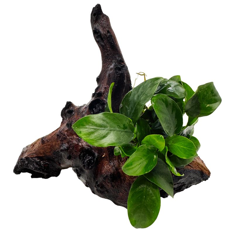 Mopani-Wurzel mit Zwerg-Speerblatt – Anubias nana