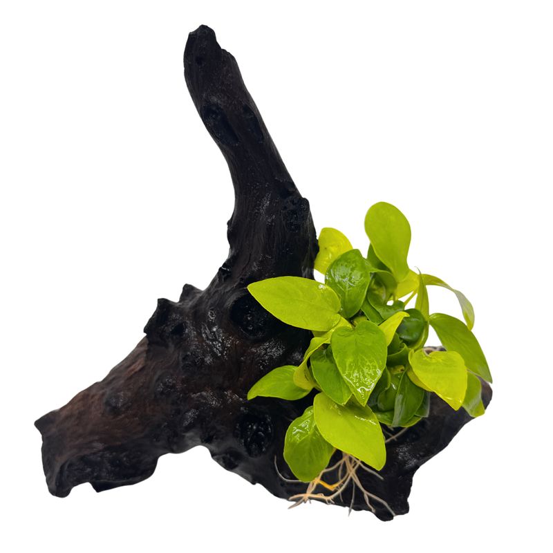 Mopani-Wurzel mit goldener Anubias - Zwerg-Speerblatt – Anubias nana 'Yellow Heart'