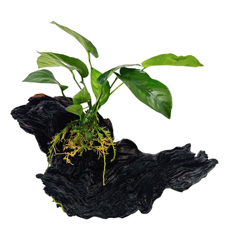 Schwarzer Lavastein mit Breitblättrigem Speerblatt – Anubias barteri