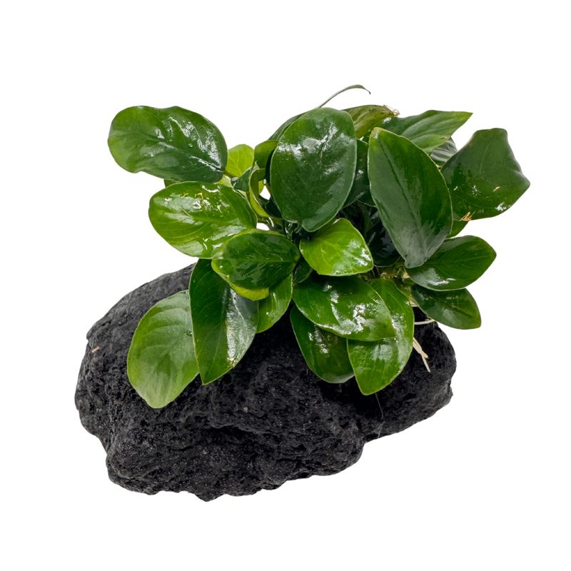 Schwarzer Lavastein mit Zwerg-Speerblatt - Anubias nana