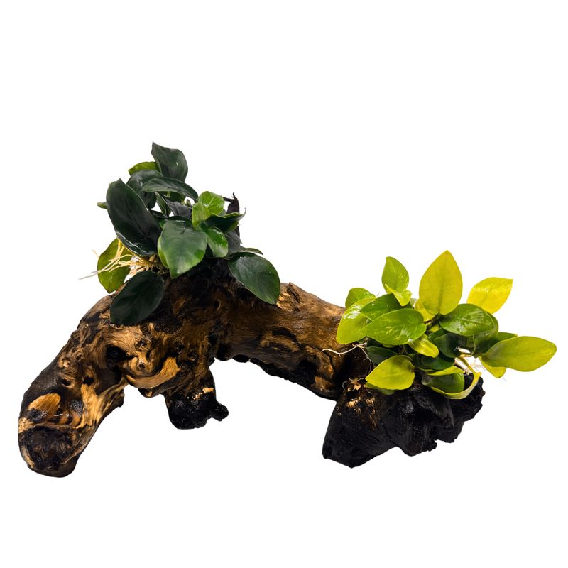 2 Anubias auf Mopani-Wurzel – Zwergspeerblatt & Goldene Anubias nana ‘Yellow Heart’