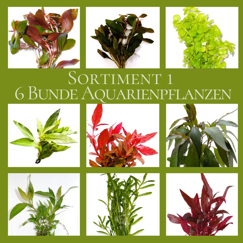 6 Bunde mit schönen kräftigen Aquariumpflanzen - buntes Pflanzen Sortiment für ein 60-80 Liter Aquarium