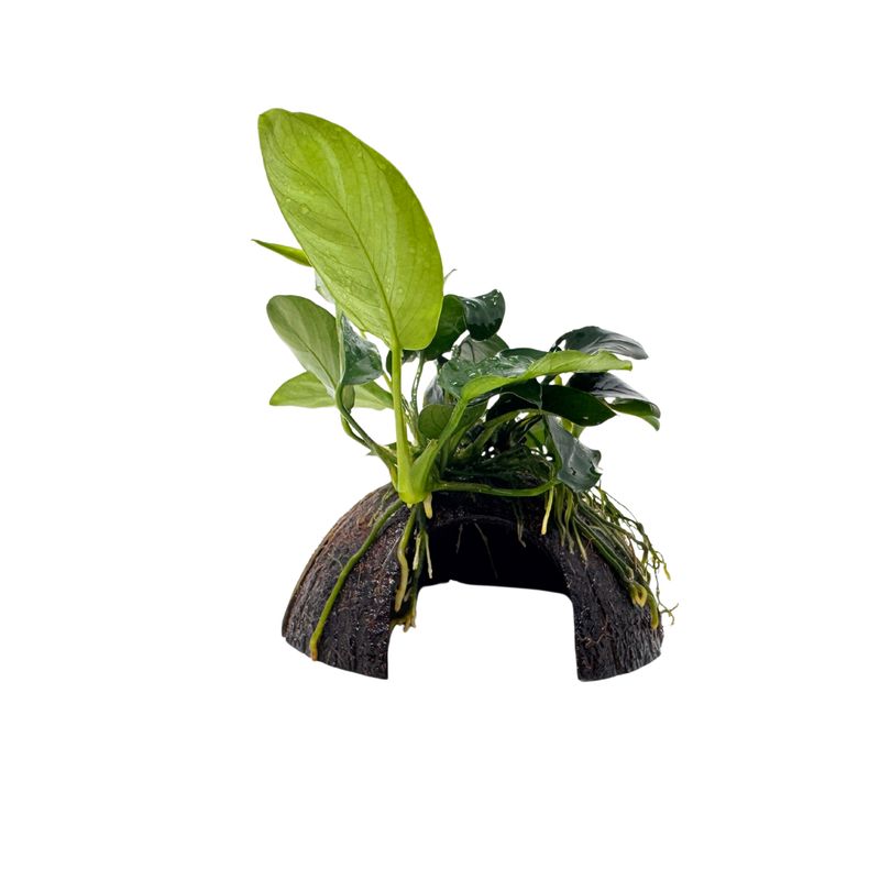 Kokosnuss-Höhle mit Zwerg-Speerblatt - Anubias nana