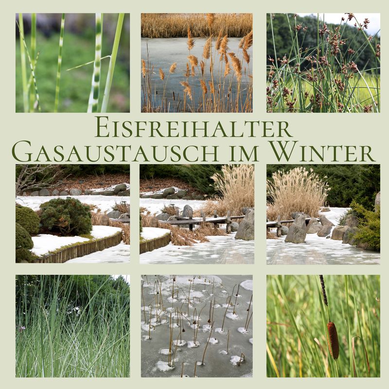 Eisfreihalter, natürlich und nachhaltig mit Pflanzkorb (Typha ang., Scirpus lac, Albescens, Zebrinus)