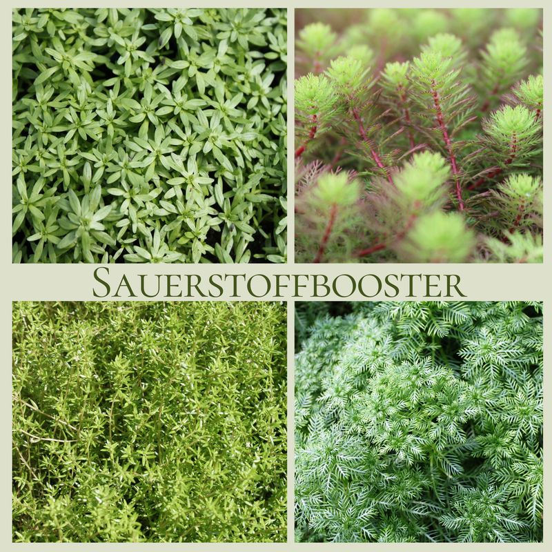 Sauerstoffbooster (Myrio hip, Hotto, Crassula, Callitriche)