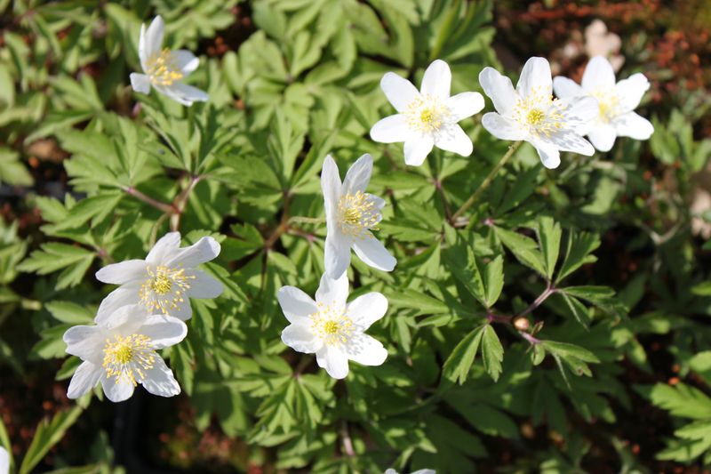 Anemone nemorosa, Buschwindröschen