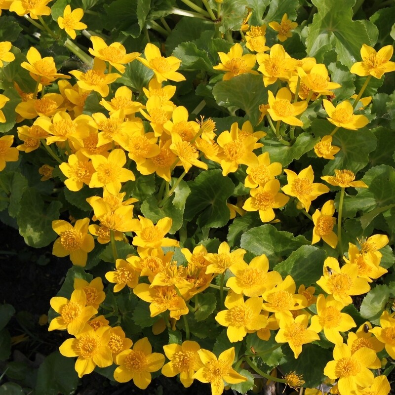 Caltha palustris, Sumpfdotterblume, gelb