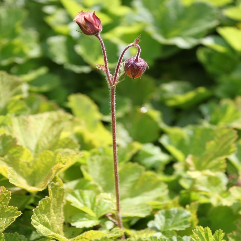 Geum rivale, Bachnelkenwurz, gelb