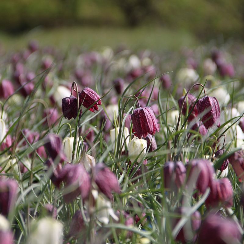 Fritillaria meleagris, Schachbrettblume rosa-rot-weiß-kariert