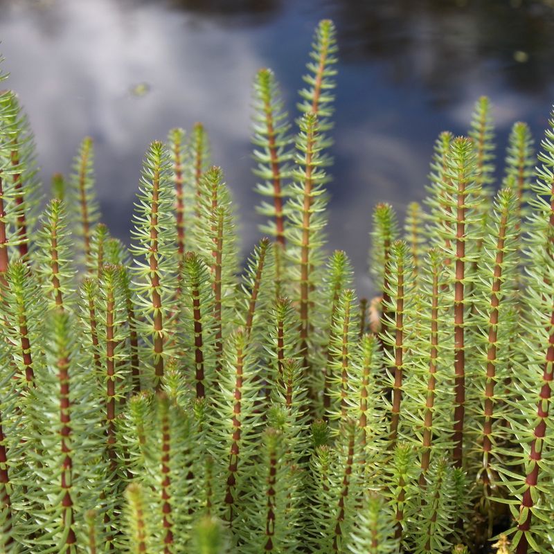 Hippuris vulgaris, Tannenwedel