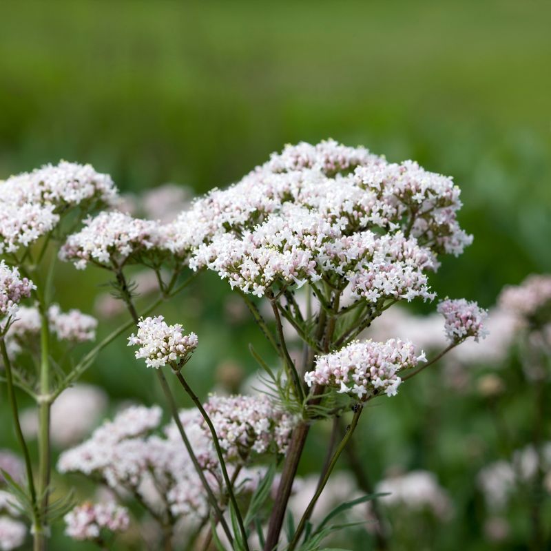 Valeriana officinalis, echter Baldrian