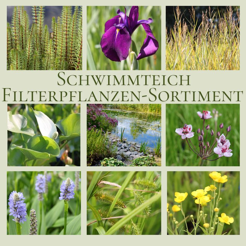 Filterpflanzen Schwimmteich