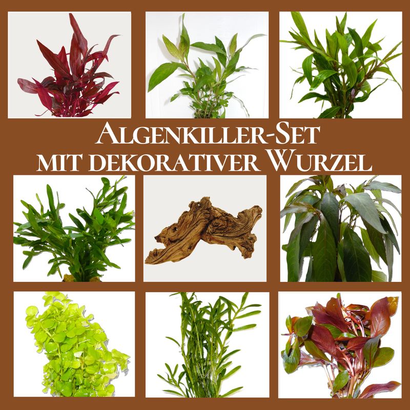 Algenkiller-Set, Bundpflanzen mit dekorativer Wurzel