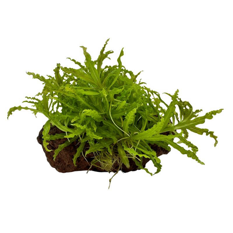 Pogostemon helferi - Lavastein mit 'Kleiner Stern'