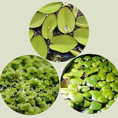 Schwimmpflanzen-Set Salvinia, Limnobium, Azolla