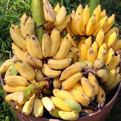 Basket of Fruit for Elephants
