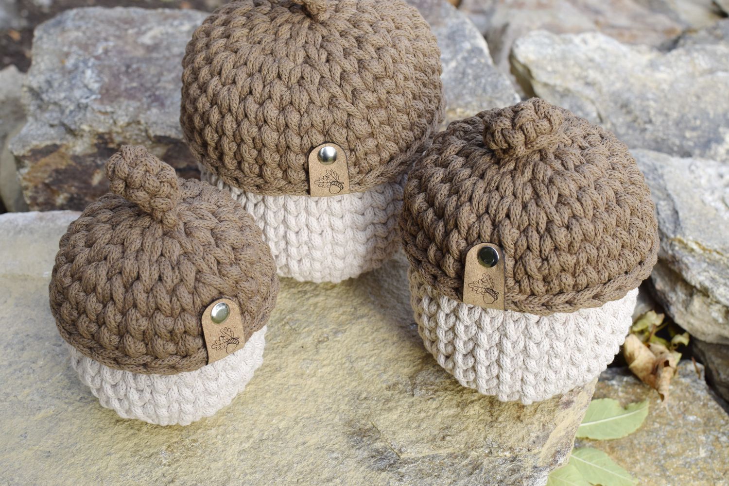 Eichel in 3 verschiedenen Größen