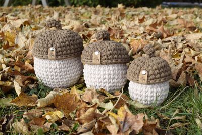 Eichel in 3 verschiedenen Größen