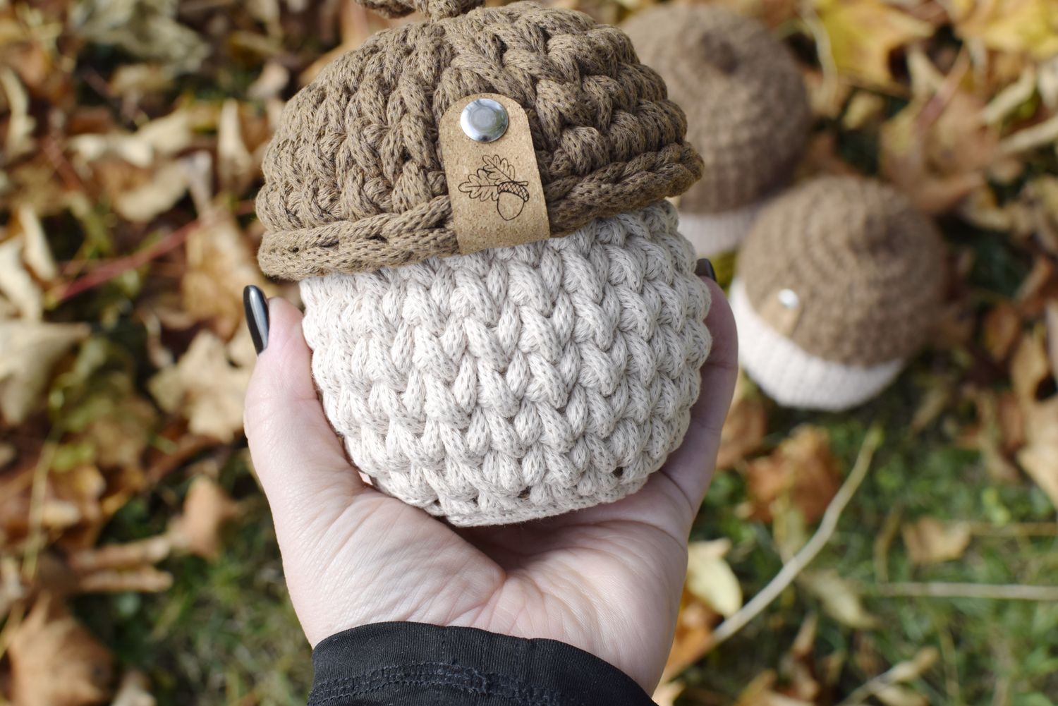 Eichel in 3 verschiedenen Größen