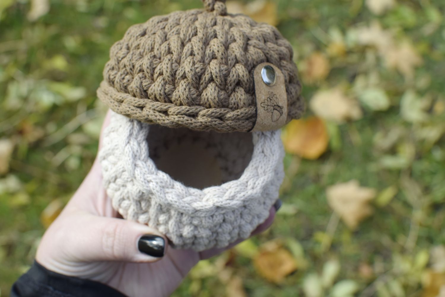 Eichel in 3 verschiedenen Größen