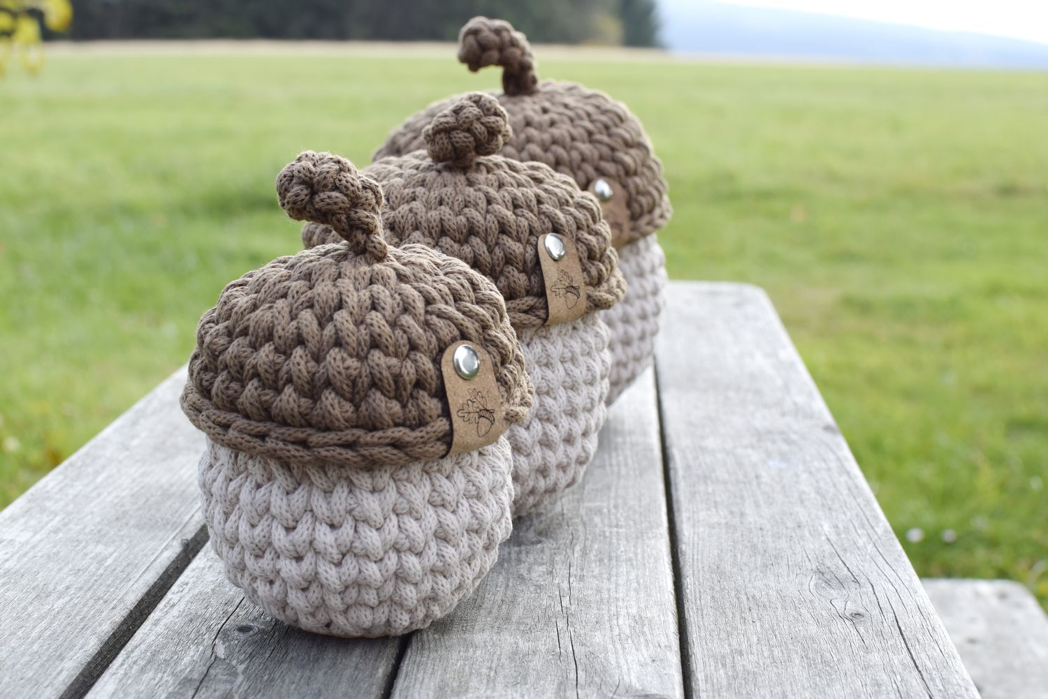 Eichel in 3 verschiedenen Größen