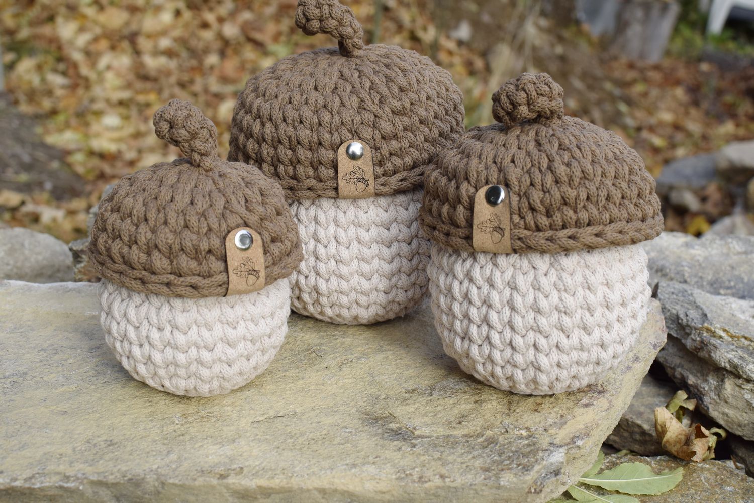 Eichel in 3 verschiedenen Größen