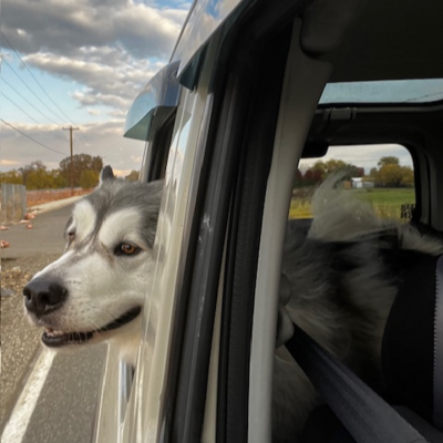 Dog Friendly Upgrades