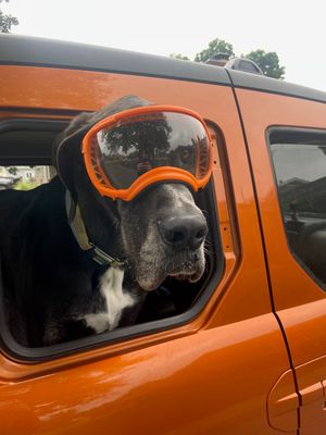 Dog E Window