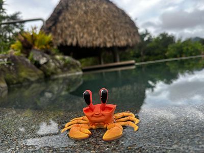 Crab