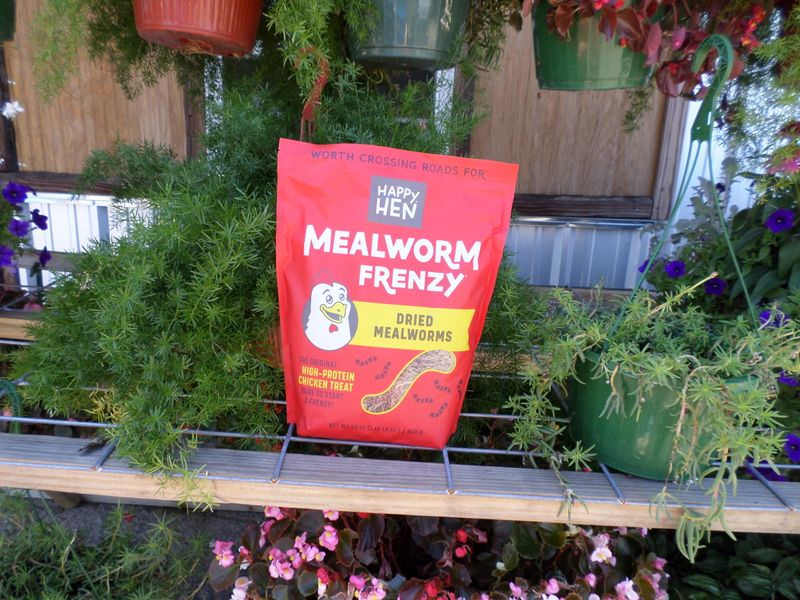 Mealworm Frenzy
