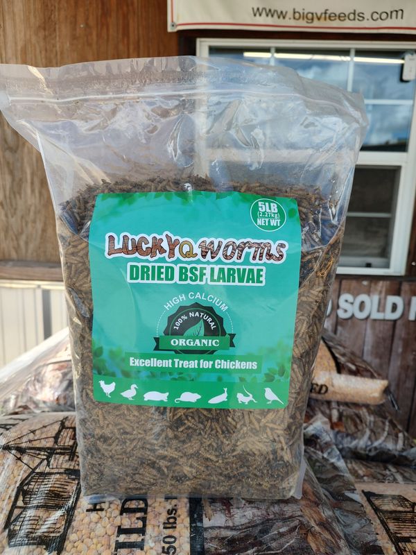 Lucky Q Black Soldier Fly Larvae
