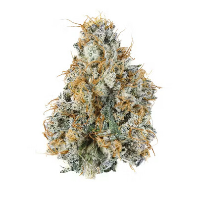 Gary Payton - High THCa Indoor Flower [Hybrid] 30.24%