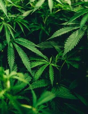Understanding Hemp and Marijuana: Clearing the Confusion
