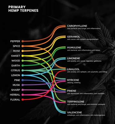 Unlocking the Aromatic Secrets of Cannabis: The Essential Guide to Terpenes