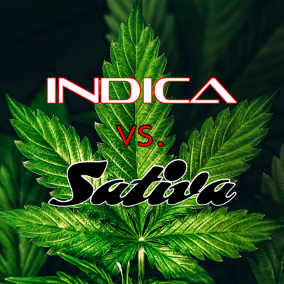 Sativa, Indica, and Everything In Between: What Does It Mean?