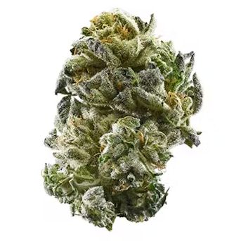 Girl Scout Cookies - High THCa Flower [Indica Hybrid] 24.24%