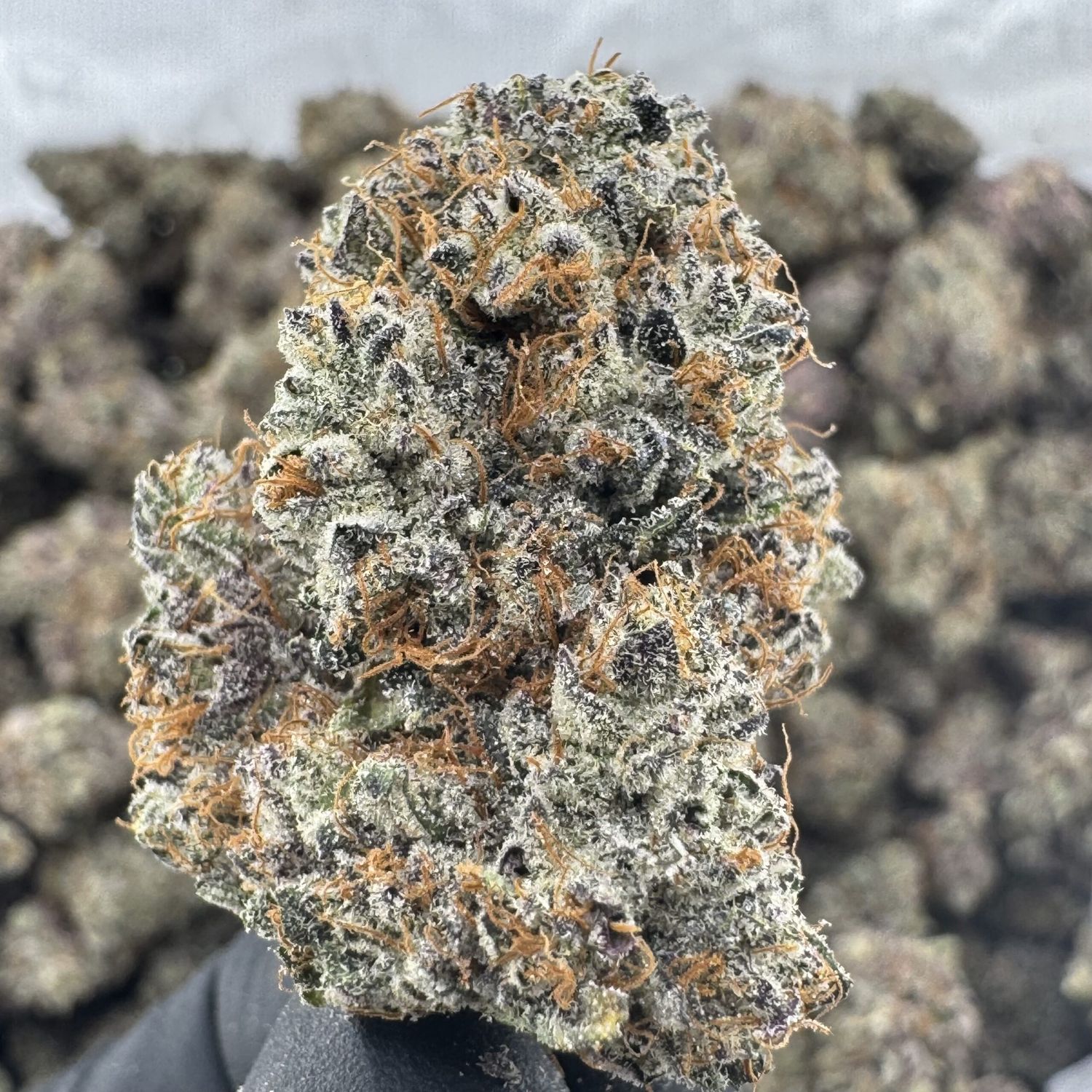 Strawberry Custard - High THCa Flower [Indica Hybrid] 23.44%