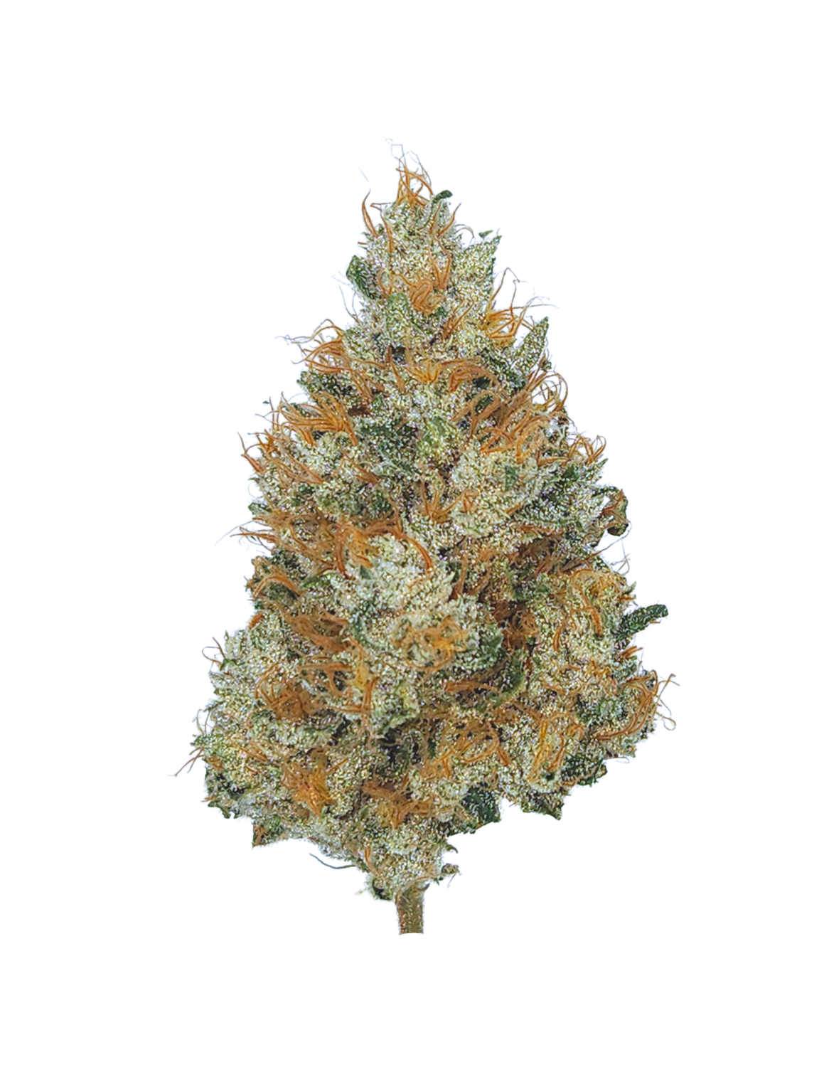 Sour Durban - High THCa Flower [Sativa] 30.3%