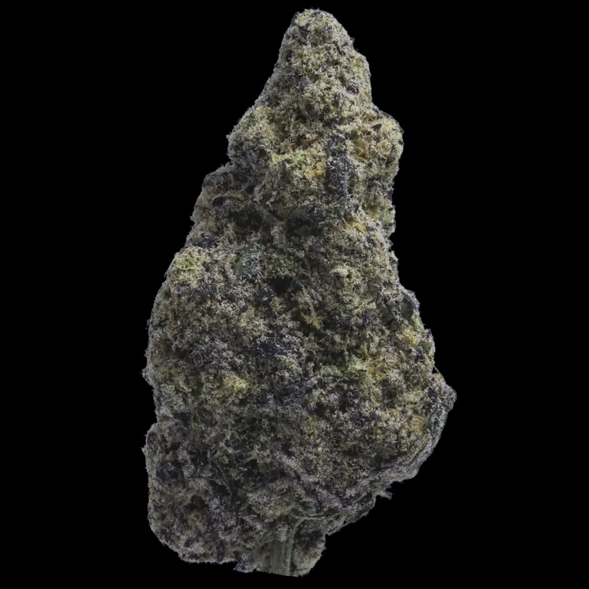 Trapzilla - High THCa Flower [Indica Hybrid] 32.20%