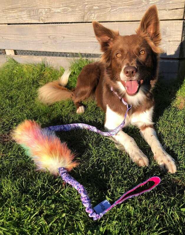 Agilityleine mit Rainbowzergel und Bungee | robustes Hundespielzeug | Hundesport Zergelleine